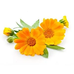 Boiron Calendula Burn, 1 Ounce, Topical Burn Relief Ointment - product information 4