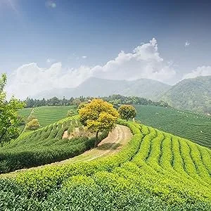 Miracle Tree's Moringa Energy Tea - Cherry Chamomile Tea | Super Caffeinated Blend | Healthy Coffee Alternative, Perfect for Focus | Organic Certified & Non-GMO | 16 Pyramid Sachets Cherry Chamomile 16 Count (Pack of 1) - Sri Lanka Herbal Tea Organic Moringa Tea Plant Superfood Healthy Pure