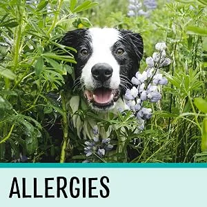Dog Adult (1-7 Years) - product information 5