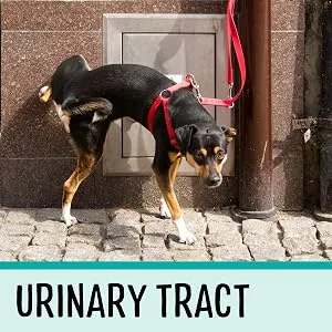 Dog Adult (1-7 Years) - product information 7
