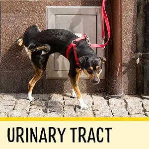 Dog Senior (7+ Years) - product information 7