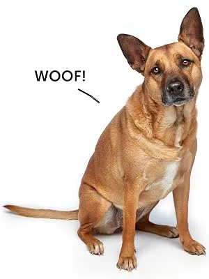 Dog Senior (7+ Years) - product information 9