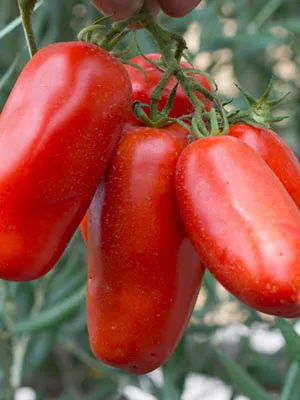 Cento San Marzano Peeled Tomatoes, 28 oz - tomatoes