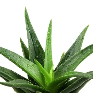 Amazon Brand - Solimo After Sun Gel with Aloe, Lidocaine and Menthol, 16 Fluid Ounce (1 Pack) 16 Fl Oz (Pack of 1) - aloe vera