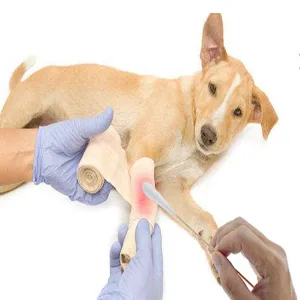 6 Inch Long Cotton Swabs (Large Size) 600pcs for Pets, Gun Cleaning or Makeup Large Size 600pcs - Multifunctional Cotton Buds