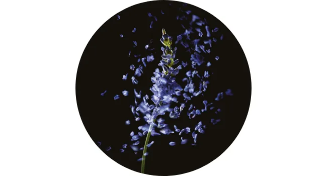 Rene Furterer COMPLEXE 5 Stimulating Plant Concentrate, Pre-Shampoo Detox Scalp Treatment, 1.6 oz - Lavender Essential Oil