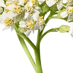 Jurlique Hydrating Mist Herbal 3.3 Ounce - yarrow
