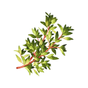 Organic Thyme Fresh Sparkle Revitalizing Conditioner for fine and thinning hair - product information 2