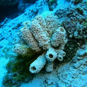 Croll & Denecke natural sponge natural approx. 21 cm - Schwämme im Meer