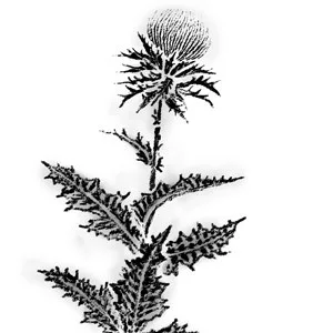  lm hle Solling milk thistle oil - cold pressed - virgin - ORGANIC - Naturland 1 pack (1 x 250 ml) - Mariendistel Pflanze
