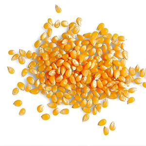 Seeberger Popcorn -corn 10 pack: Butterfly puffmais in a pitch - fresh popcorn quickly prepared - individually seasonable vegan (10 x 500 g) - Seeberger