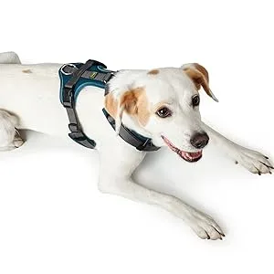 HUNTER Harness Maldon 47-69/SM Petrol/Grey SM - Maldon Geschirr Blau/Grau wird von Hund getragen. Hund liegt