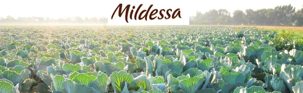 Hengstenberg Mildessa Sauerkraut 400 g drained weight 350 g - product information 1