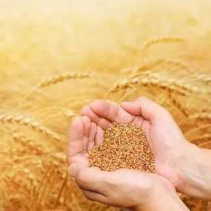 Ebly Sun Wheat 5Kg 100 portions 5 kg (1 pack) - Ebly Grains
