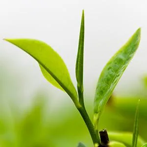 Solaris Tea Organic Oolong (Shui Xian) 2-pack (1 x 75 g) 75g (pack of 2) - product information 3