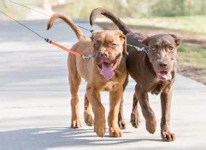 WIGZI Dual Doggie 2.0 - Grey 1 piece (1 pack) retractable leash for 2 dogs - product information 1
