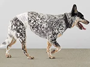 Amazon Basics Dog Diapers Disposable Diapers Male Only Size S 50-Pack White - product information 2