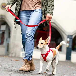 Basic Leash Black L L Black - product information 2