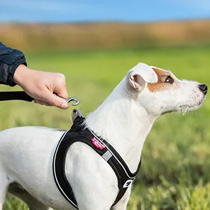 Basic Leash Black L L Black - product information 3