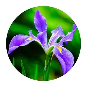 Restaxil liquid for nerve pain 30 ml - Restaxil, Iris versicolor