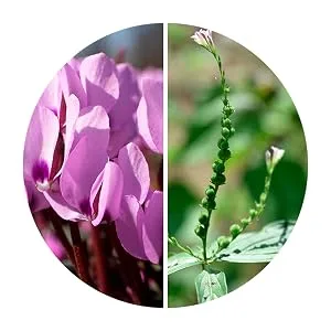 Restaxil liquid for nerve pain 30 ml - Restaxil, Spigelia anthelmia, Cyclamen purpurascens