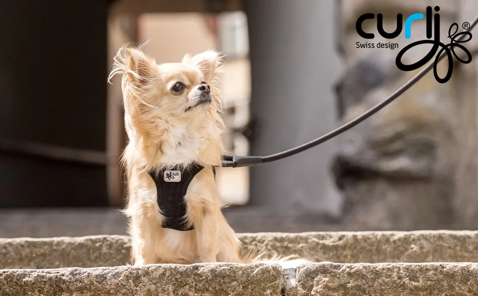 Stretch Comfort Leash Gray M - product information 1