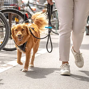 Stretch Comfort Leash Gray M - product information 7
