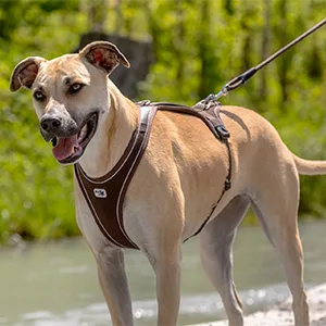Stretch Comfort Leash Gray M - product information 9