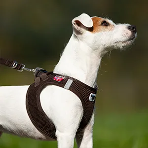 Weste Harness Air-Mesh Rosa S ohne curli D-Ring Buckle S Rosa - hund