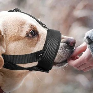 Heele muzzle for dog with a head belt dog muzzle blast no longer rubbing dog muzzle. Adjustable loop dog muzzle muzzle muzzle against chewing muzzle for large medium dogs green m m (1 Pack) uni green - HEELE QSL Maulkörb für Hunde