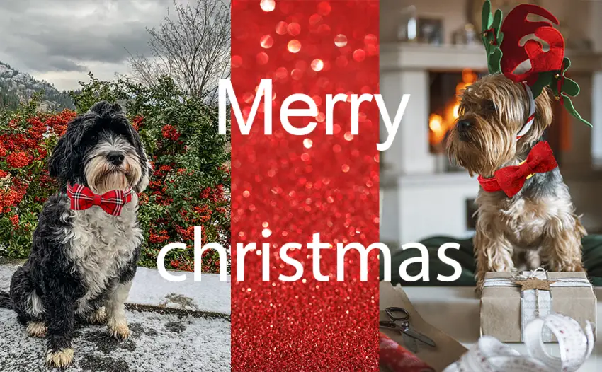 Lionheart Glory Christmas dog collar red dog -loop collar adjustable soft fly collars for medium dog girls or young case collar dog loop medium (1 Pack) a: Christmas red - product information 1