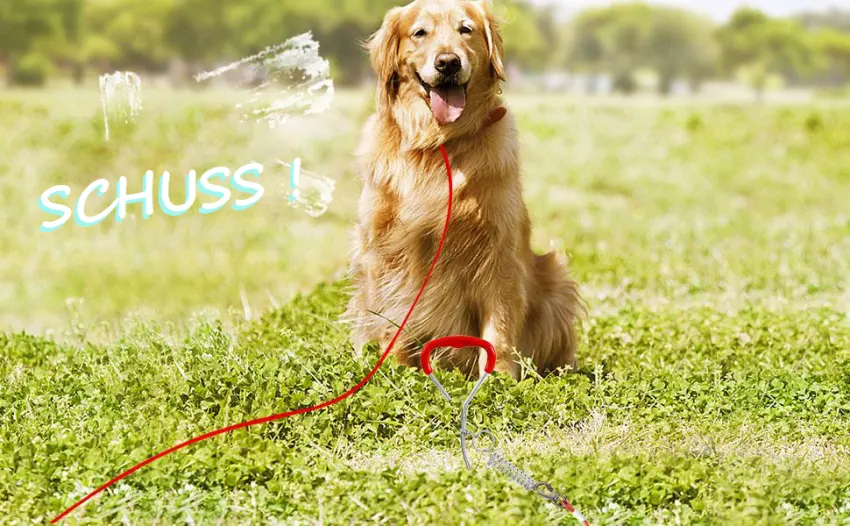 Dog endanger posts with spring plot for dogs large dog patches robust for training or camping earth ancher herring for dog leash attach cables and lead for grounding ... 2 pack - product information 4