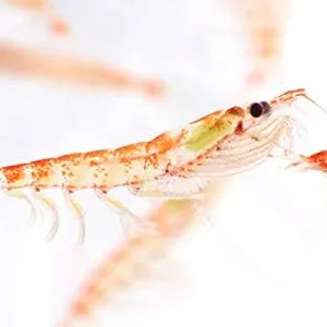 Fortevital Krill l bundle (120 capsules) - ForteVital Omega-3 Krill-Öl, DHA, EPA, Forte, Omega 6 9, Astaxanthin, Forte Vital, Krill öl, Fischöl
