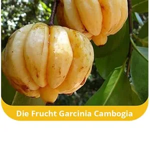 GC Ex 1500 mg Garcinia Cambogia extract 90 capsules in premium quality high dosage 100% natural 1 pack (1x 77g) - vhvh