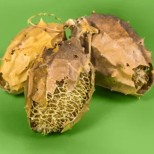 DHU hay fever remedy does not make you tired helps eyes and nose 100 tablets - Luffa
