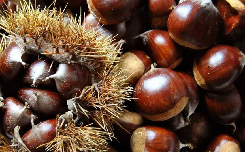 Pergamo Set Titiz peeled chestnuts 8x125 gr. Roasted sweet chestnuts Ready to eat Chestnuts Tender chestnuts (8x125g value pack) - Kastanie