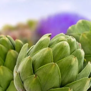 Klosterfrau Artichoke Tablets | plus dandelion + ginger | With triple plant power for digestion | 30 pieces - Klosterfrau Artischocke