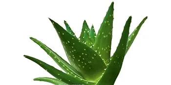Nutriceutical Aloe Vera Juice 500ml 450 ml (1 pack) - Schecker - Nutrizeutikum Aloe Vera Saft