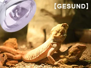 DERNORD Reptile Basking Heat Lamp Bulb for Bearded Dragon Tortoise Chicks 2-Pack 50W 50.0 Watt - GESUND