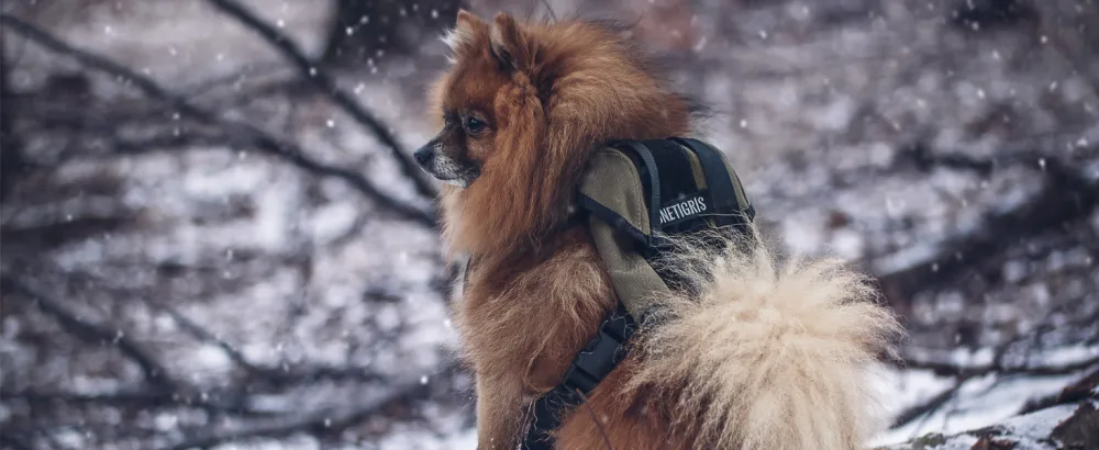 OneTigris Eureka Dog Backpack Small Dog Backpack with Poop Bag Dispenser for Daily Hiking for Small Dogs Green S - Hunderucksack