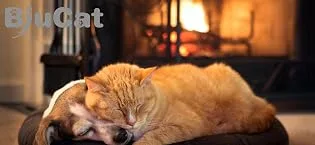 BiuCat 7 in 1 USB LED Pointer Interactive Toy for Cats Dogs Pets Rechargeable (2 Pack) - BiuCat Brand Story
