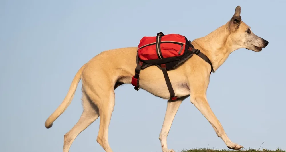 iEnergy MAL Dog Backpack - Weatherproof Backpack for Dogs - Well Padded Hiking Backpack (Large) - iEnergy Backback