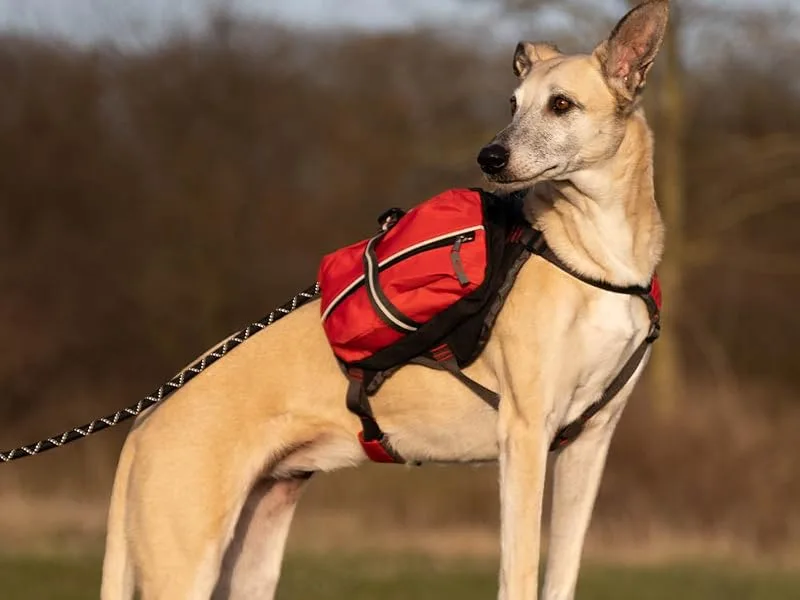 iEnergy MAL Dog Backpack - Weatherproof Backpack for Dogs - Well Padded Hiking Backpack (Small) - Backpack