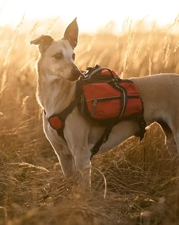 iEnergy MAL Dog Backpack - Weatherproof Backpack for Dogs - Well Padded Hiking Backpack (Small) - MAL Sunset