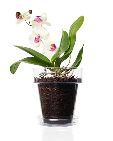 Kalapanta Kit Try-Pack 12 Mixed decorative stones (10 small 2 large white) recycled plastic for pots painting aquariums garden kit try-pack-mixed size white - orchidea