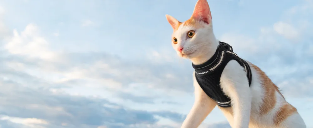 Rabbitgoo cat dishes for cats Set dishes for cats Break -effective cat leash adjustable soft kitten vest with reflective stripes for extra small small cats cat harness m (1 Pack) black - Kätzchen