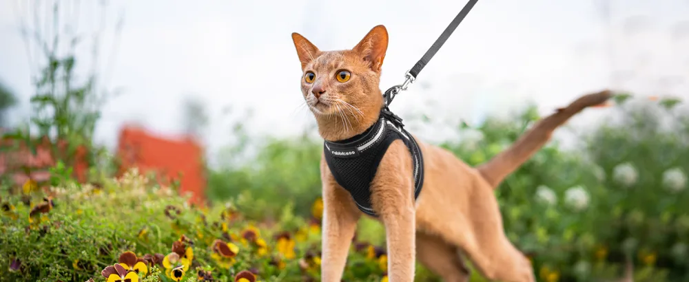 Rabbitgoo cat dishes for cats Set dishes for cats Break -effective cat leash adjustable soft kitten vest with reflective stripes for extra small small cats cat harness m (1 Pack) black - Katzengeschirr