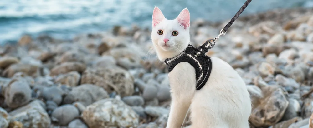 Rabbitgoo cat dishes for cats Set dishes for cats Break -effective cat leash adjustable soft kitten vest with reflective stripes for extra small small cats cat harness m (1 Pack) black - Katzengeschirr
