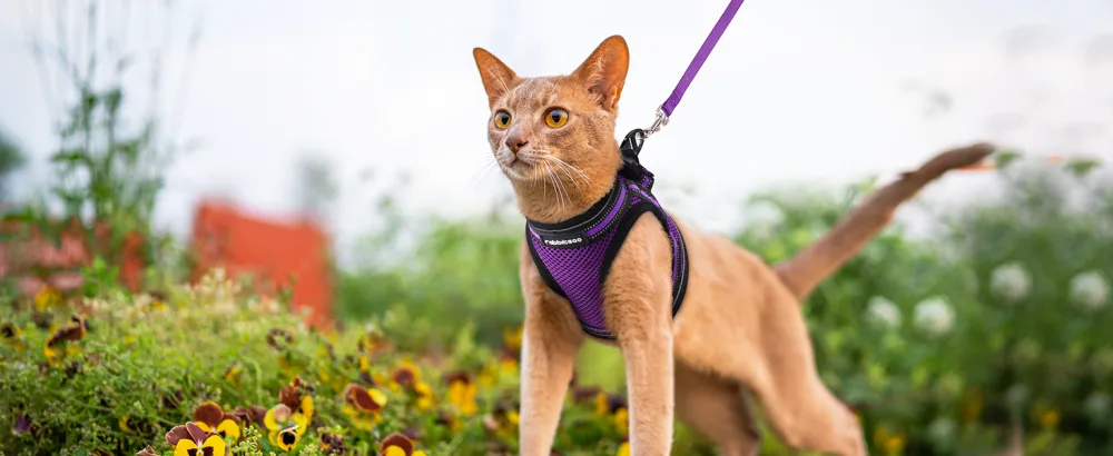 Rabbitgoo cat dishes with leash dishes cats outbreakingly adjustable soft with reflective stripes for cats kitten purple lil l l (1 Pack) purple - kitten