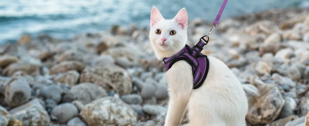Rabbitgoo cat dishes with leash dishes cats outbreakingly adjustable soft with reflective stripes for cats kitten purple lil l l (1 Pack) purple - kitten